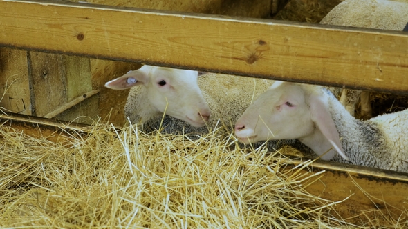 Sheep in Sheepfold Chewing Hay alt