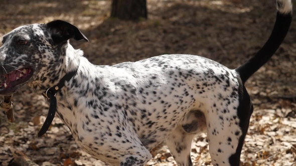 Dalmatian Dog Having Fun Playing with a Stick in the Forest, Wearing a Collar. Dalmatians Playing alt