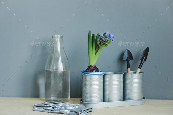 still life of hyacinth mix plant and gardening tools in metal pot, gloves, glass bottle with water - Stock Photo - Images