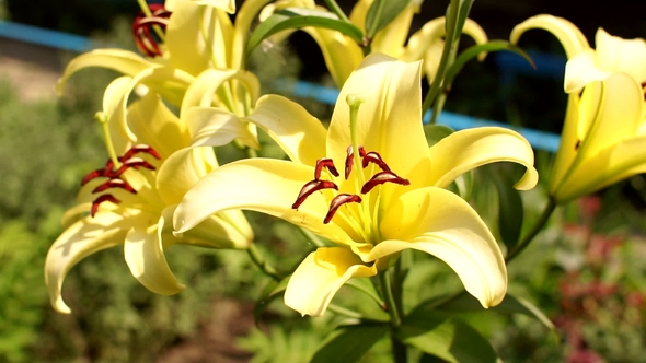 Bright Yellow Lily Flowers in the Garden alt