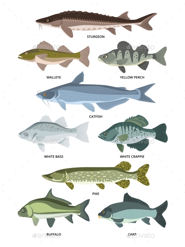 Vector Collection of Different Kinds of Freshwater Fish by ONYXprj