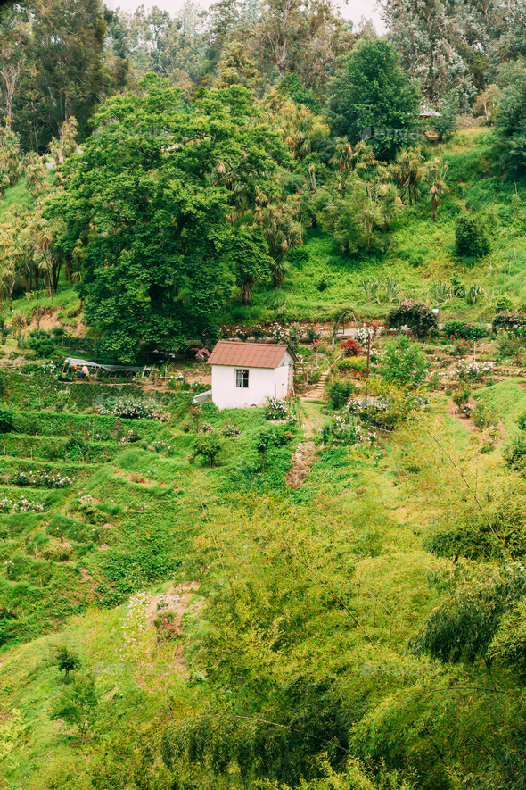 Summer View Of Rose Flowers Plantation On Hillside In Botanical - Stock Photo - Images
