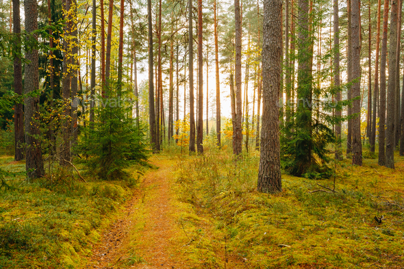 Winding Path Lane Walkway Way Through Beautiful Coniferous Autum - Stock Photo - Images