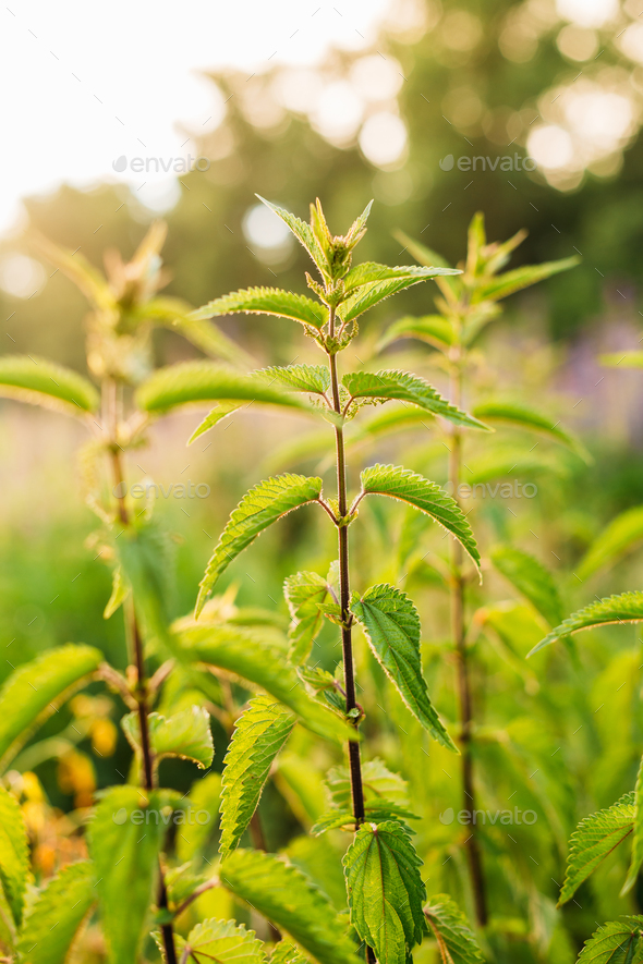 The Twigs Of Wild Nettle, Stinging Nettle Or Urtica Dioica In Su - Stock Photo - Images