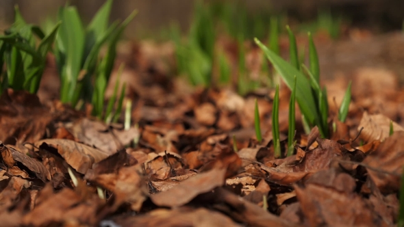 Growth on Forest Floor alt