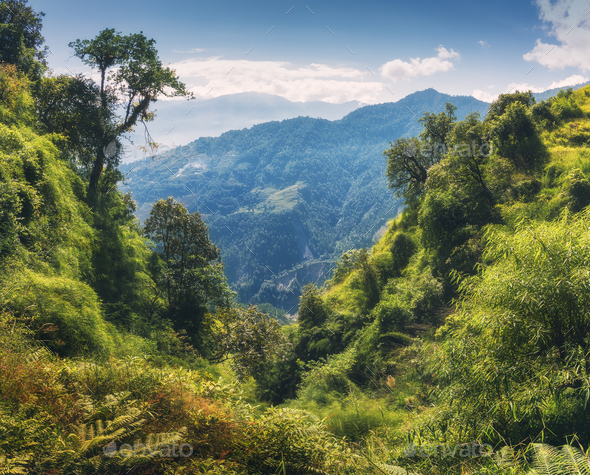 Tropical forest with green tress on the mountain - Stock Photo - Images