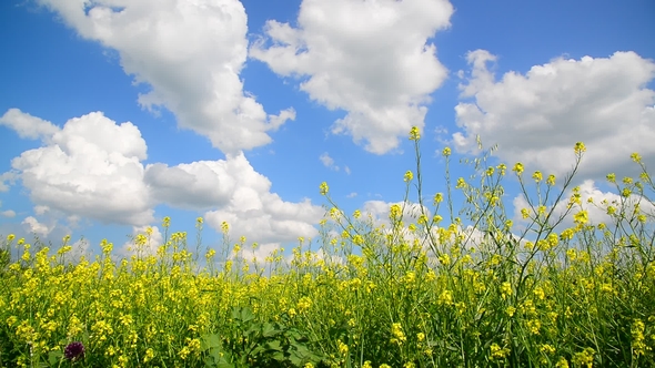 Flowering Yellow Barbarea Vulgaris in Wind Against Beautiful Sky