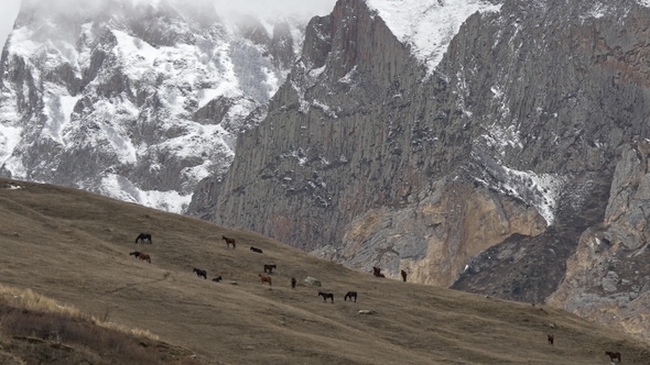 Herd of Horses in the Mountains