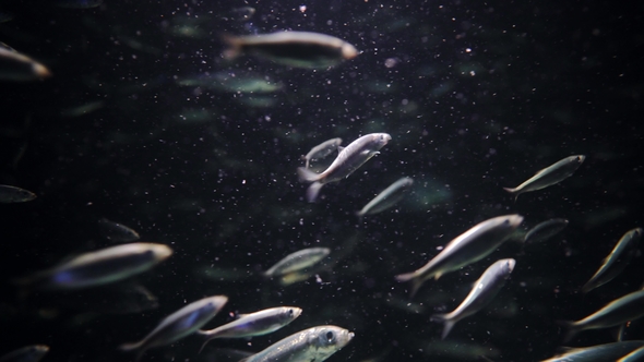 Aquarium with Many Same Fishes