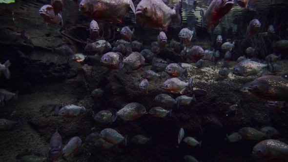 Aquarium with Many Piranhas