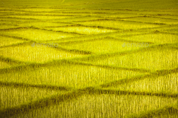 Wheat field with crossing rows. Background. - Stock Photo - Images