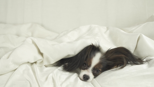 Dog Papillon Crawls Out From Under Blankets and Jumps Off the Bed Stock Footage Video alt