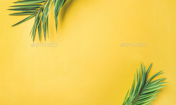 Green palm branches over yellow background, wide composition - Stock Photo - Images