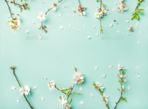 Spring almond blossom flowers over light blue background - Stock Photo - Images