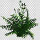 Plant - VideoHive Item for Sale