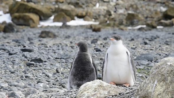 Gentoo Penguins with Chick on the Nest