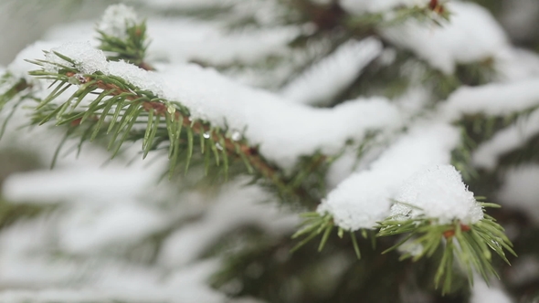 A Snow-covered Fir Tree Branch, Icy Snow Falls in the Forest