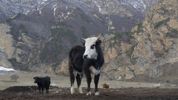 Black Cow with a White Snout in the Mountains
