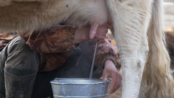 Man Milking a Cow alt