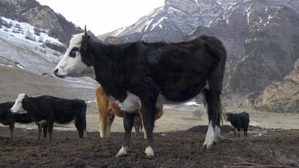 Cow Standing in the Mud in an Old Farmhouse in the Mountains