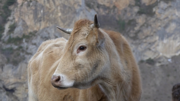 Portrait of a Cow on a Background of Mountains