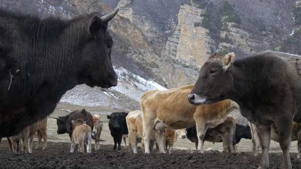 Herd of Cows Against the Background of Rocks