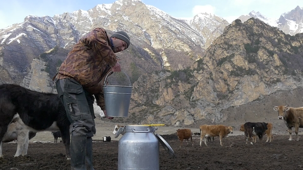 Farmer Pours Fresh Milk Into the Can