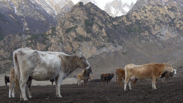 Herd of Cows in the Mountains