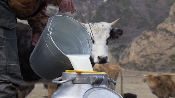 Fresh Milk on a Cow Background