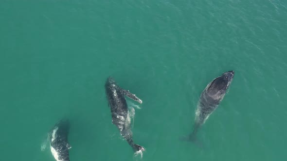 Aerial view of humpback whales. alt