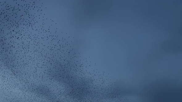 Thousands Of Starlings During Murmuration In Sky