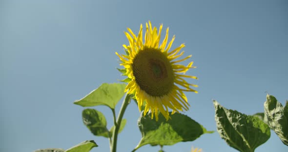 Sunflower And Blue Sky alt