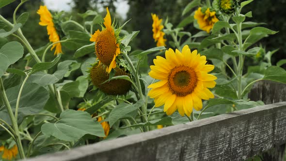 Sunflowers in the garden with wooden fence