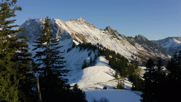 Fir Trees In Montreux Area In Vaud, Switzerland With Snowy Cape au Moine Mountain In Background. dro alt