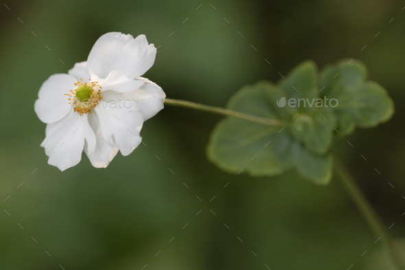 Chinese or Japanese anemones, thimbleweed, or windflower - Stock Photo - Images