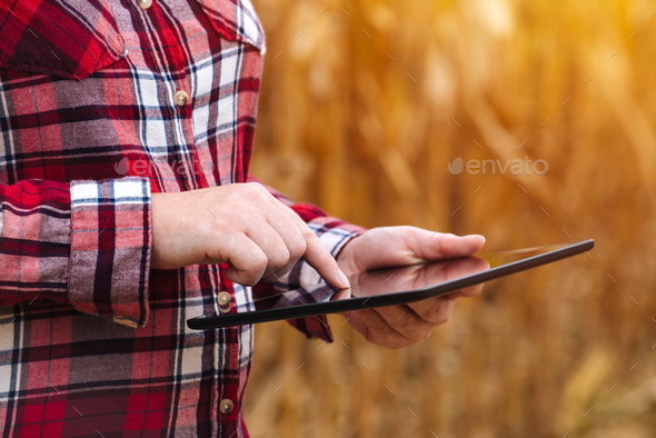 Agronomist using tablet computer in corn field during harvest - Stock Photo - Images