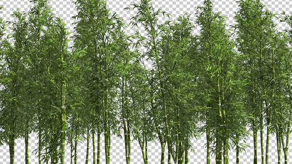 Bamboo Forest, Motion Graphics | VideoHive