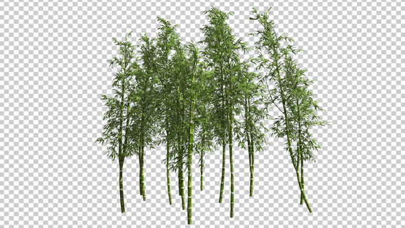 Bamboo Trees, Motion Graphics | VideoHive