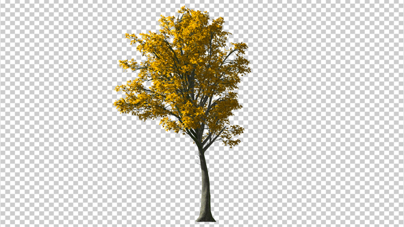 3D Tree  alt