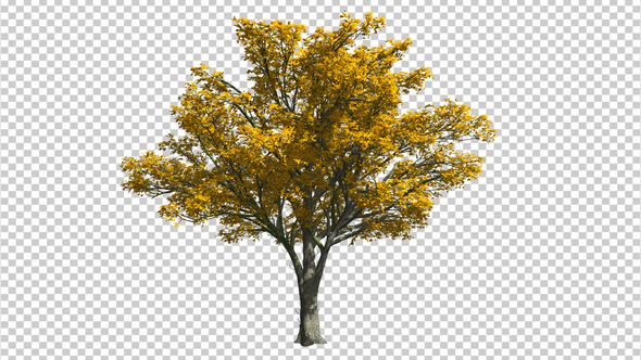 3D Tree alt