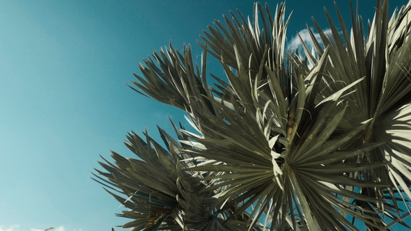 Palm Tree in Sunny Day with Blue Sky Background, Stock Footage | VideoHive