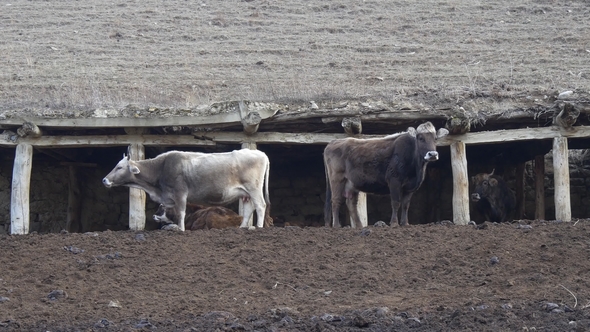 Cows in the Old Stable in the Mountains