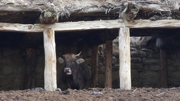 Single-horned Cow in an Old Barn