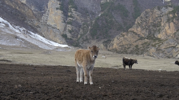 Calf in the Mountains