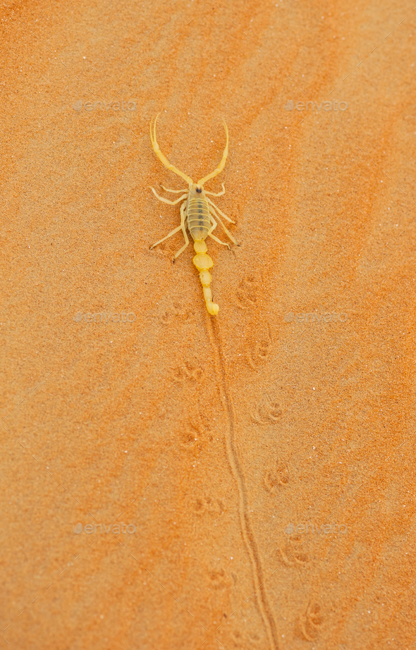 Venomous Arabian Scorpion - Stock Photo - Images