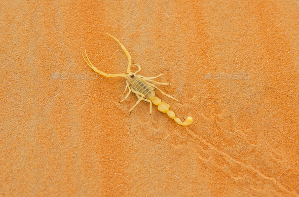 Venomous Arabian Scorpion - Stock Photo - Images