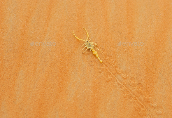 Venomous Arabian Scorpion - Stock Photo - Images