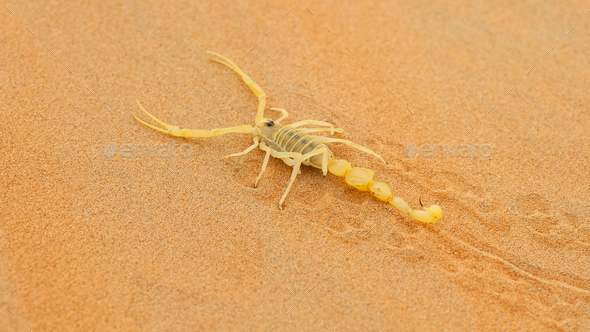 Venomous Arabian Scorpion - Stock Photo - Images