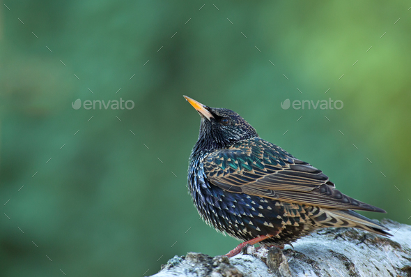 Starling (Sturnus vulgaris) in early spring - Stock Photo - Images