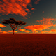 African Savanna African Savanna - VideoHive Item for Sale